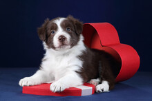 Cute Little Border Collie Puppy With Heart