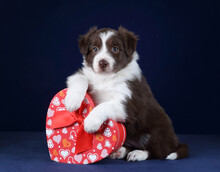 Cute Little Border Collie Puppy With Heart