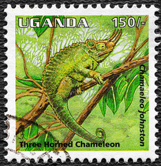 Uganda - CIRCA 1995: Three-horned chameleon on postage stamp of Uganda, circa 1995