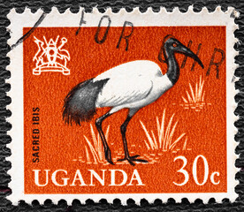 uganda - circa 1965: a stamp printed in uganda shows sacred ibis, circa 1965
