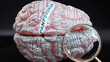 Panpsychism in human brain, a concept showing hundreds of crucial words related to Panpsychism projected onto a cortex to fully demonstrate broad extent of this condition,3d illustration