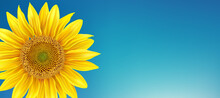 Beautiful Yellow Sunflower On Blue Background - Vector	