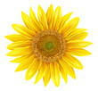 Beautiful realistic sunflower isolated on white background