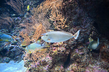 Orange Spine Unicornfish Also Known As Naso Lituratus, Barcheek Unicornfish, Naso Tang, And Orange-spine Unicorn Fish Swimming In Aquarium Fish Tank