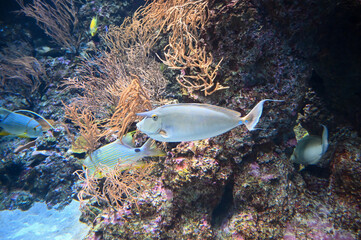 Wall Mural - Orange spine unicornfish also known as Naso lituratus, barcheek unicornfish, naso tang, and orange-spine unicorn fish swimming in aquarium fish tank