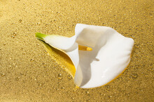 Beautiful Fresh Calla Lilly On Golden Background With Rain Drops And Reflection. Elegant, Luxury Love Or Nature Composition.