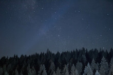 Coniferous Trees At Night And A Starry Sky In The Background