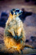 beautiful meerkat with yellow and black fur from North Africa on alert watching the horizon