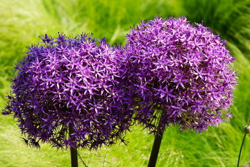 Wall Mural - sphere shaped purple blooming Giganteum Allium macro in selective focus. common name giant onion flower in the foreground and blurred lush green foliage in the background. beauty in nature concept.