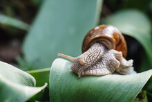 Helix Pomatia Also Roman Snail, Burgundy Snail, Edible Snail Or Escargot. Snail Muller Gliding On The Wet Leaves. Large White Mollusk Snails With Brown Striped Shell, Crawling On Vegetables.