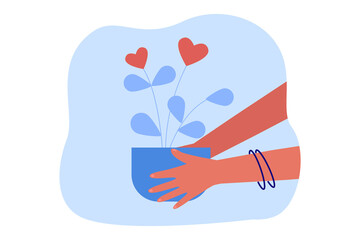 Wall Mural - hands of woman holding houseplant with hearts as flowers. person with potted plant as gift flat vect