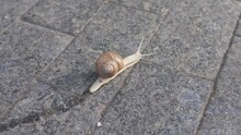Snail Slowly Moving On The Tiled City Road Leaving A Slime Trail