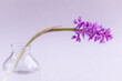 Alpen Orchidee
