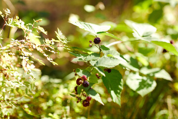 Wall Mural - nature, season, autumn and botany concept - blackberry bush with berries in summer garden