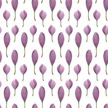 Rustic Pattern With Pink Lotus Buds Hand-painted On White Background. Water Lilies Floral Ornament For Spring And Summer Design. 