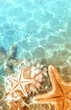 Starfish and seashells on the summer beach in sea water. Summer background. Summer time