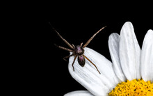 Philodromidae, Philodromid Crab Spider On A Daisy