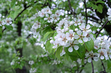 White Pear Flowers With Pink Stamens In A Spring Garden.