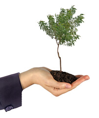 Wall Mural -  tree in hands  as a gift