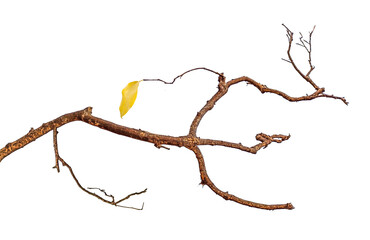 dry branch isolated on white background