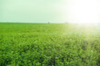 © Munka - View of green lucerne field.Spring season.High quality photo