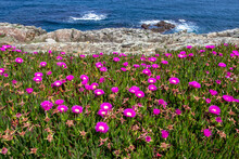Ice Plant Or Carpobrotus Edulis Covered With Bright Pink Flowers