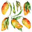 Watercolor set with mango fruits. Hand painted illustration for design kitchen, biofood, menu, healthy eating, market. 