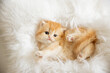 cute, funny little kitten is sleeping, lying on his back on a fur blanket