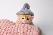 Cute, Funny Little Kitten In A Knitted Hat In A Knitted Plaid On A White Background
