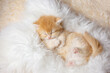cute, funny little kitten is sleeping, lying on his back on a fur blanket