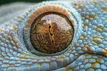 The Eyes Of A Tokay Gecko