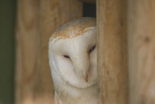 Barn Owl (tyto Alba) Peeking Out Around Looking 