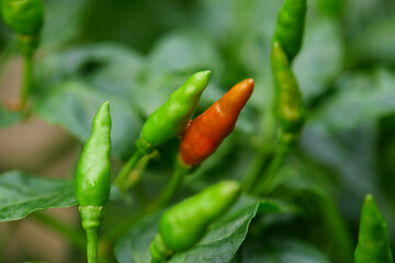 Wall Mural - Fresh green and red chili peppers on tree branch