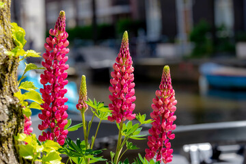 Wall Mural - Selective focus of blossoms Lupinus polyphyllus with green leaves, Beautiful purple pink flowers in the garden with sunlight in afternoon, Large-leaved lupine (Vaste lupine) Nature floral background.