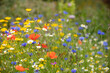 © © Raymond Orton - selective focus on a spring wildflower meadow
