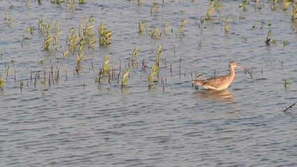 Wall Mural - water bird with long beak hunting for food in a mangrove