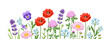 Horizontal banner with colorful blooming wild flowers. Floral background with poppy, pansy, red clover and meadow plants and leaves. Spring botanical vector illustration on white background.