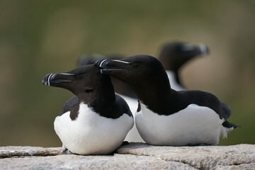 Wall Mural - Pair of Razorbill (Alca torda) on a cliff on Great Saltee Island off the coast of Ireland.