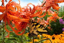 Beautiful Swallowtail Butterfly Feeds On Nectar From Tiger Lily In Prairie Garden