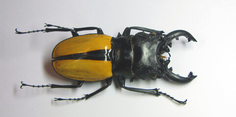 Beetle isolated on white. Large indonesian stag beetle Odontolabis Ludekingi isolated. Collection beetles. Lucanidae. Coleoptera. Entomology. Tropical insects. 