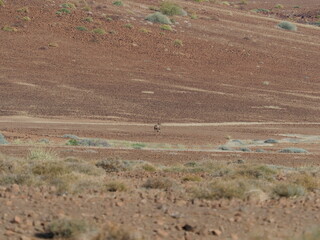 Wall Mural - Arid desert landscape in Namibia