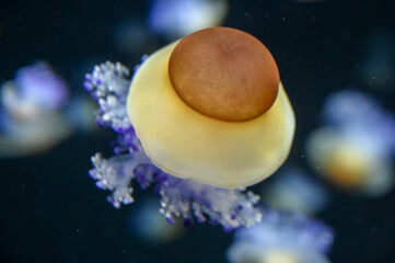 Wall Mural - Fried egg jellyfish also known as egg-yolk jellyfish, Phacellophora camtschatica swimming in Aquarium Jelly fish tank