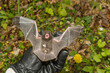 An Animal Control Officer inspecting the wings of a Silver-haired bat for injury.