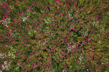 View above on flowers field of blooming poppies