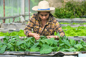 A woman gardener caring for organic vegetable in the home vegetable garden. Female farmer working at her organic farm. Home gardening and grow vegetable concept.