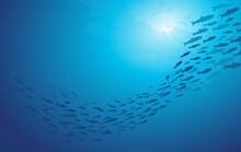 School Of Fish Swimming Under Water Of Sea. School Sardinella Fish Swims In Underwater