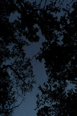 Wall Mural - silhouette of the night forest against the background of the starry sky