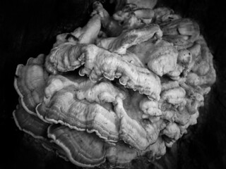 Abstract black and white photo of a large mushroom on a tree trunk outdoors
