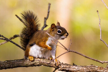 Wall Mural - Close up portrait of an American Red Squirrel (Tamiasciurus hudsonicus) sitting on a tree limb during early spring. Selective focus, background blur and foreground blur.
