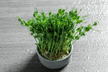 Micro Green Superfood. Healthy Eating, Vegan Concept. Home Gardening. Natural Background. Close Up